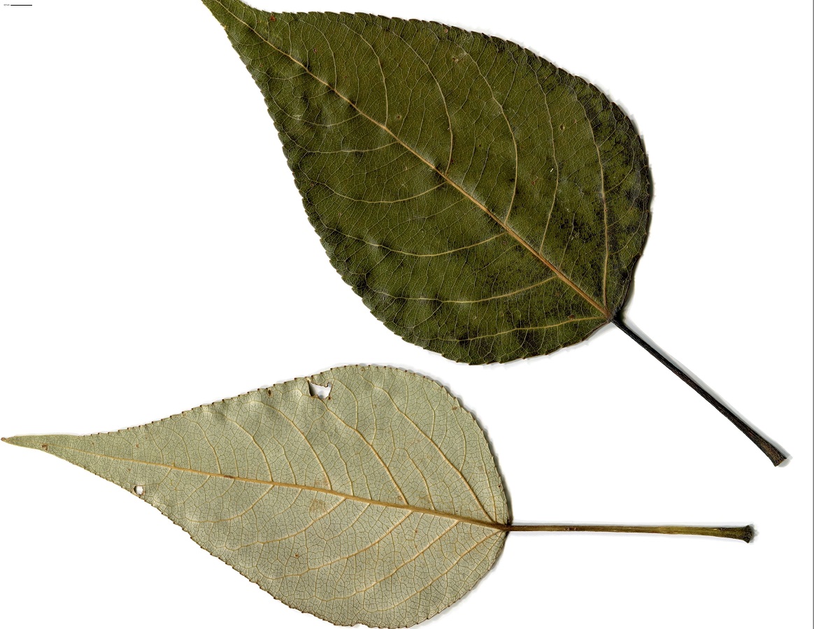 Populus trichocarpa (Salicaceae)